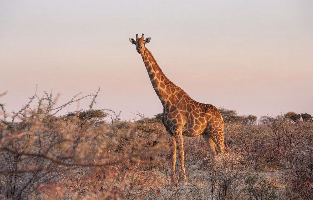Bintik-Bintik Jerapah: Kamuflase Alami & Rahasia Dibalik Tubuhnya