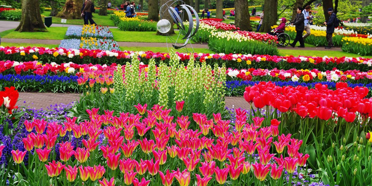 Keukenhof Belanda: Keindahan Taman Bunga Ikonik Musim Semi