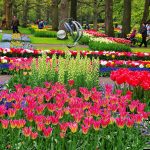 Keukenhof Belanda: Keindahan Taman Bunga Ikonik Musim Semi