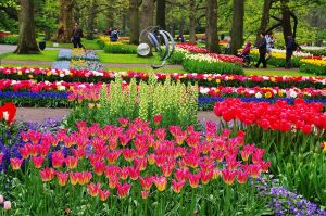 Keukenhof Belanda: Keindahan Taman Bunga Ikonik Musim Semi