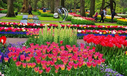 Keukenhof Belanda: Keindahan Taman Bunga Ikonik Musim Semi